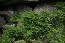 Attēlu rezultāti vaicājumam “Gymnocarpium robertianum”