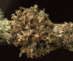 Attēlu rezultāti vaicājumam “Tuckermannopsis chlorophylla”