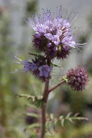 Attēlu rezultāti vaicājumam “Phacelia tanacetifolia”