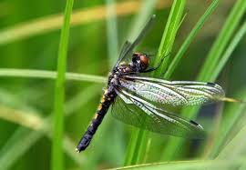 Attēlu rezultāti vaicājumam “Leucorrhinia caudalis”