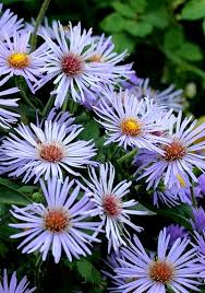 Image result for Aster novae-angliae