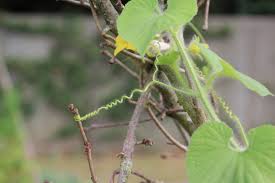 Attēlu rezultāti vaicājumam “Thladiantha dubia leaf”