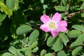 Attēlu rezultāti vaicājumam “Rosa villosa”