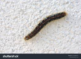 Attēlu rezultāti vaicājumam “Malacosoma castrensis male”