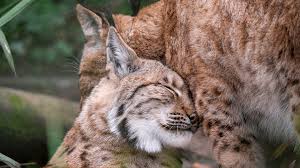 Image result for Lancashire Lynx