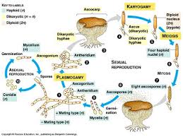 Attēlu rezultāti vaicājumam “Ascomycota”