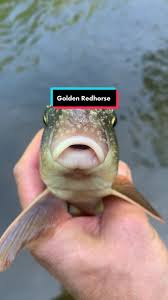 Image result for Moxostoma erythrurum