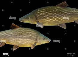 Image result for Barbus barbus