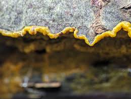 Attēlu rezultāti vaicājumam “Badhamia utricularis plasmodium”