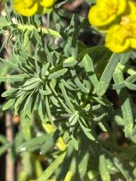 Attēlu rezultāti vaicājumam “Euphorbia cyparissias flower”