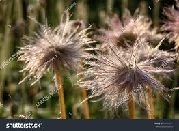 Attēlu rezultāti vaicājumam “Pulsatilla patens fruit”