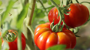 Bildergebnis für tomaten