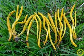 Attēlu rezultāti vaicājumam “Clavulinopsis helvola”