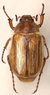 Attēlu rezultāti vaicājumam “Amphimallon solstitiale”