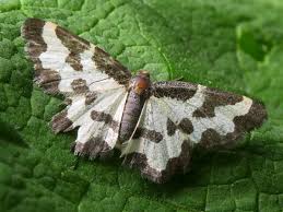 Attēlu rezultāti vaicājumam “Lomaspilis marginata”