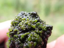 Attēlu rezultāti vaicājumam “Jungermannia hyalina cells”