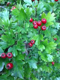 Attēlu rezultāti vaicājumam “Crataegus monogyna subsp. nordica”