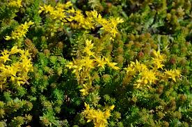 Attēlu rezultāti vaicājumam “Sedum sexangulare flower”