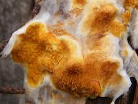 Attēlu rezultāti vaicājumam “Leucogyrophana mollusca”