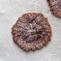 Attēlu rezultāti vaicājumam “Sporophagomyces chrysostomus”