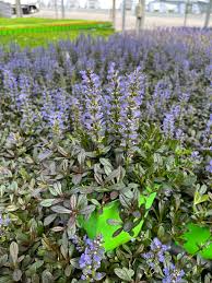 Image result for Ajuga reptans