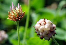 Attēlu rezultāti vaicājumam “Trifolium fragiferum fruit”