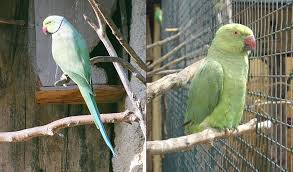 Image result for Psittacula krameri