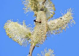 Attēlu rezultāti vaicājumam “Adela cuprella”