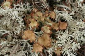 Attēlu rezultāti vaicājumam “Cladonia botrytes”