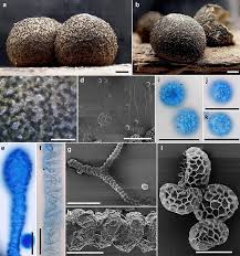 Attēlu rezultāti vaicājumam “Lycogala cf. oleocrystalliferum spores”