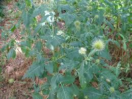 Image result for Dipsacus pilosus