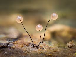 Attēlu rezultāti vaicājumam “Comatricha sp.”