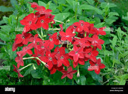 Image result for Nicotiana x sanderae