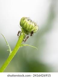 Attēlu rezultāti vaicājumam “Hadena rivularis”