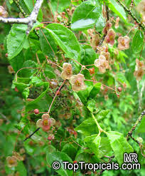 Attēlu rezultāti vaicājumam “Euonymus verrucosus”