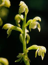 Attēlu rezultāti vaicājumam “Corallorhiza trifida”