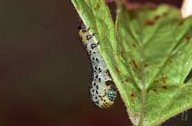 Attēlu rezultāti vaicājumam “Nematus ribesii”