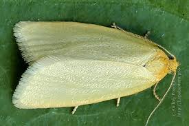 Attēlu rezultāti vaicājumam “Aphelia viburniana”