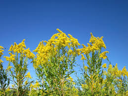Attēlu rezultāti vaicājumam “Solidago canadensis flower”