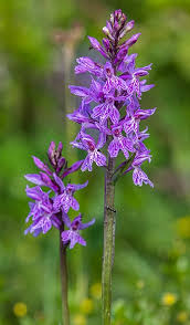Attēlu rezultāti vaicājumam “Dactylorhiza”