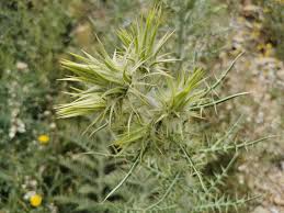 Image result for Ptilostemon afer