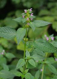 Attēlu rezultāti vaicājumam “Galeopsis tetrahit”