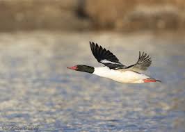 Attēlu rezultāti vaicājumam “Mergus merganser male”