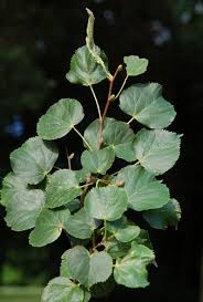 Attēlu rezultāti vaicājumam “Tilia cordata”