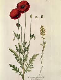 Image result for Papaver rhoeas