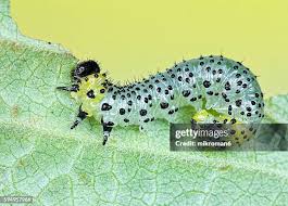 Attēlu rezultāti vaicājumam “Nematus ribesii larva”
