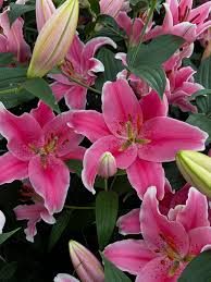 Image result for Lilie