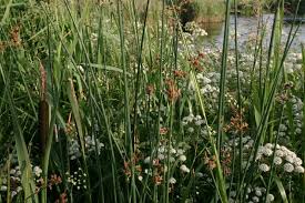 Attēlu rezultāti vaicājumam “Schoenoplectus lacustris subsp. lacustris”