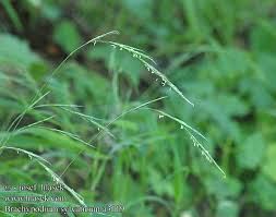 Attēlu rezultāti vaicājumam “Brachypodium sylvaticum”
