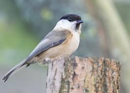 Image result for Poecile montana